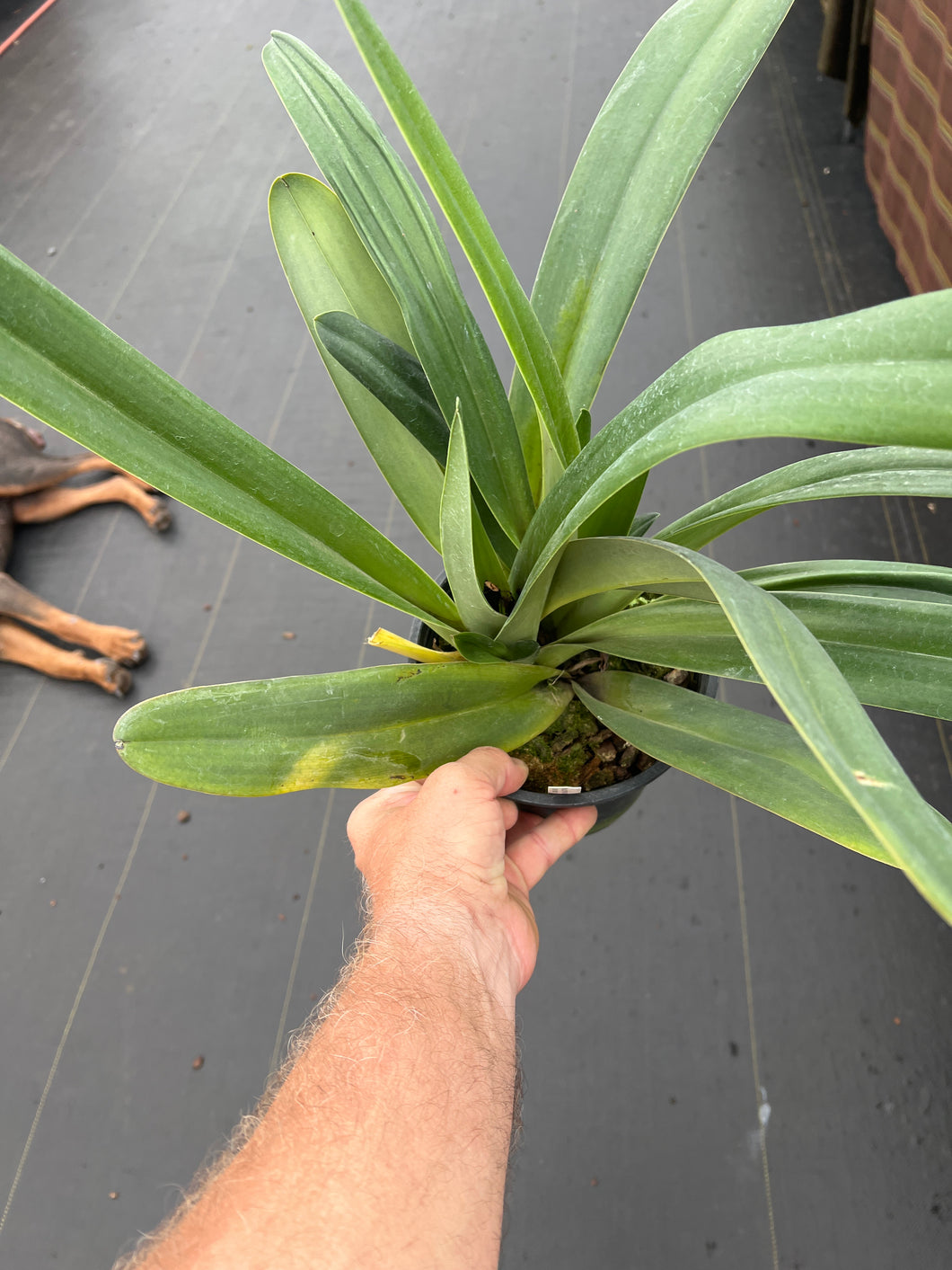 Paphiopedilum philippinense x anitum