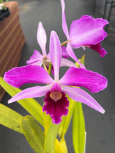 Load image into Gallery viewer, Cattleya purpurata striata
