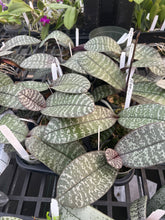 Load image into Gallery viewer, Phalaenopsis schilleriana ‘YL42’ meristem / clone with gorgeous foliage
