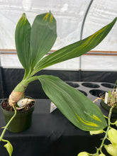 Load image into Gallery viewer, Catasetum pileatum var Imperialis ‘Pierre Couret’ x Snow white’
