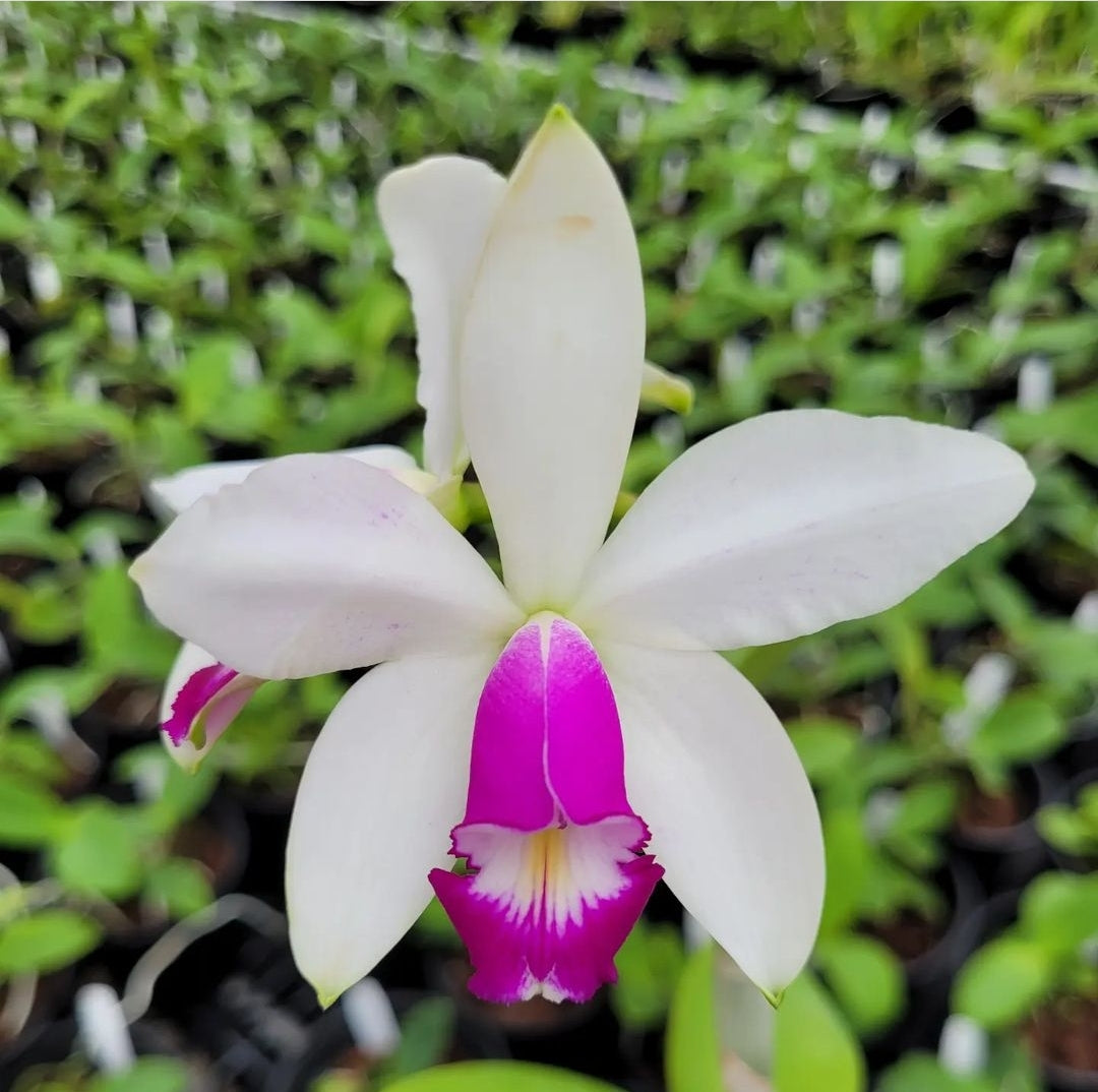 C. violacea frma semi alba x sib. – Shogun Hawaii