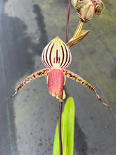 Load image into Gallery viewer, A6- Paph . Lady Isobel SH1741
