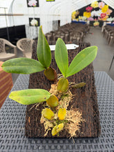 Load image into Gallery viewer, Bulbophyllum purpureorhachis, mounted and mature
