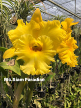 Load image into Gallery viewer, Rlc . Siam Paradise ‘ Lemon Field ‘ plug trays 72
