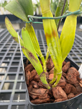 Load image into Gallery viewer, Cattleya (C.) tenebrosa aurea ‘Walton Grange ‘ FCC x self , select division large plant.
