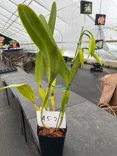 Load image into Gallery viewer, A-5 Cattleya tenebrosa fma .aurea ‘ Walton Grange ‘ FCC xself , in sheath or buds
