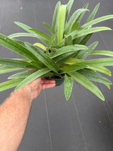 Load image into Gallery viewer, Paphiopedilum gatrixianum ‘Mini’ x sib.
