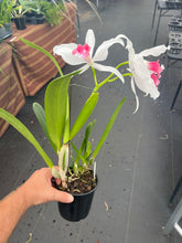 Load image into Gallery viewer, Cattleya (C.) purpurata fma carnea ‘ Bubblegum ‘ select
