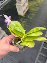 Load image into Gallery viewer, Phalaenopsis ( Penang Jewel x ( Yaphon Super Jaguar x Samera) x Yaphon Blue Bird, one of a kind seedling
