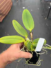 Load image into Gallery viewer, C. warneri ‘DoSuzuki ‘ x self , only few and very rare
