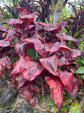 Load image into Gallery viewer, Cordyline terminalis ‘Lady Ella’ - huge leaves
