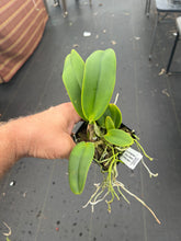 Load image into Gallery viewer, C. warneri ‘DoSuzuki ‘ x self , only few and very rare
