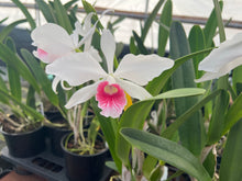 Load image into Gallery viewer, Cattleya (C.) purpurata var . carnea with open blooms
