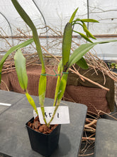 Load image into Gallery viewer, A-5 Cattleya tenebrosa fma .aurea ‘ Walton Grange ‘ FCC xself , in sheath or buds

