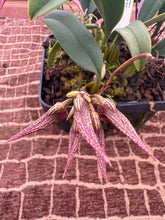 Load image into Gallery viewer, Bulbophyllum Frosty Ann x Meen Mercury Sandel, 3 spikes (#13)
