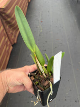 Load image into Gallery viewer, Laelia Zip ( L.milleri ‘Big Red’ x C . tenebrosa )
