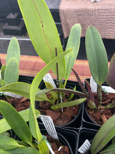 Load image into Gallery viewer, Cattleya labiata s/a ‘Devaneio ‘ x Rosana’, seedlings of incredible new breeding line
