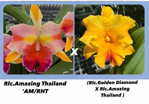Hybrid flask : Rlc . Amazing Thailand x ( Amazing Thailand x Golden Diamond)