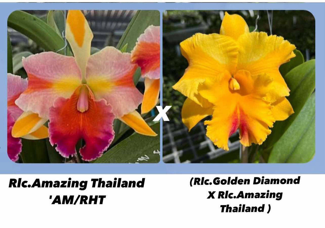 Hybrid flask : Rlc . Amazing Thailand x ( Amazing Thailand x Golden Diamond)