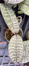 Load image into Gallery viewer, Phalaenopsis schilleriana ‘select big spots’
