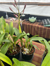 Load image into Gallery viewer, Cattleya bowringiana 4N x sib . 4N , all in Sheath with buds or spike now
