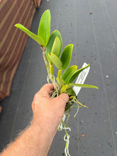 Load image into Gallery viewer, C. violacea coerulea x sib . , excellent flowers
