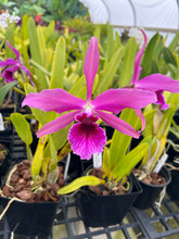 Load image into Gallery viewer, C. Pacavia ( tenebrosa x purpurata ) Shogun Hawaii own cross
