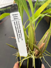 Load image into Gallery viewer, Coryanthes elegantinum in spike
