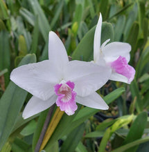 Load image into Gallery viewer, Cattleya purpurata fma carnea ‘Yasmin’ x self
