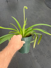 Load image into Gallery viewer, Paphiopedilum hirsutissimum var. esquirolei album 6”
