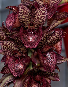 Ctsm . Vitalii in single spike