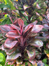Load image into Gallery viewer, Cordyline 'Cointreaux'
