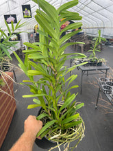 Load image into Gallery viewer, Vanda coerulea ‘Okika ‘FCC / AOS of 92 points , special rare original divisions
