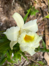 Load image into Gallery viewer, Orchid flask : Sobralia xantholeuca x klotzscheana
