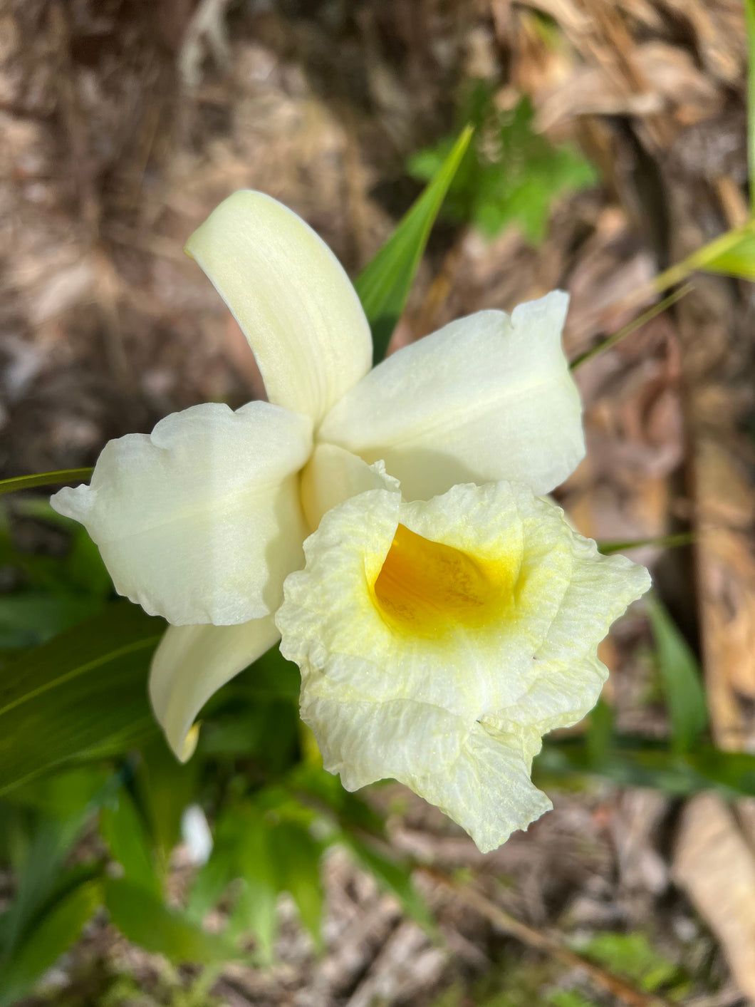 Orchid flask : Sobralia xantholeuca x klotzscheana