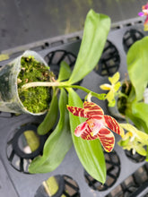Load image into Gallery viewer, Phalaenopsis amboinensis ‘Nicole’ mericlone
