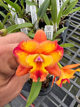 Load image into Gallery viewer, Mini cattleya 12 plant  Special deal package
