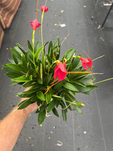 Load image into Gallery viewer, Masdevallia Cheryl Shohan ‘The Babe ‘ AM / AOS, original division , huge plant
