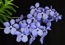 Load image into Gallery viewer, Vanda coerulea ‘Okika ‘ FCC/AOS of 92 points , Super rare offering on awarded clone
