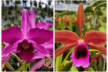 Load image into Gallery viewer, C. Pacavia ( purpurata 'Hot Nights'AM x tenebrosa ' None Darker') in sheath with buds

