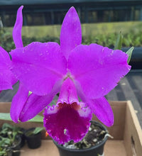 Load image into Gallery viewer, Cattleya labiata rubra ‘Itabacu ‘ x sib . ‘Borboleta’
