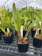 Load image into Gallery viewer, Rlc . Memoria Crispín Rosales ‘Volcano Queen ‘HCC/AOS original division fro our awarded plant
