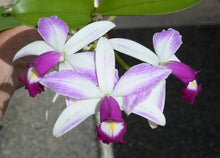 Load image into Gallery viewer, C . violacea s/a flamea x sib !!!
