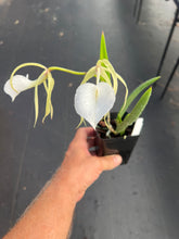 Load image into Gallery viewer, Brassavola nodosa ‘Shogun ‘s Titan ‘ AM x sib . ‘Titan ‘s sister ‘, seedlings of incredible quality , awards are in the horizon
