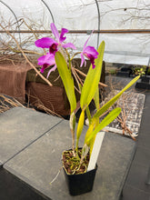 Load image into Gallery viewer, Cattleya purpurata striata
