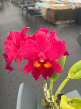 Load image into Gallery viewer, Rlc . Fire Desire ‘Dora 2023’ incredible seedling in flower -WOW
