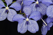 Load image into Gallery viewer, John
