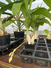 Load image into Gallery viewer, Catasetum Black Jade x Ctsm. expansum ‘ SVO front runner’
