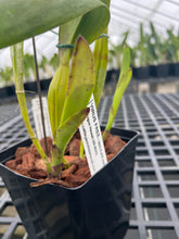 Load image into Gallery viewer, Cattleya (C.) tenebrosa aurea ‘Walton Grange ‘ FCC x self , select division large plant.
