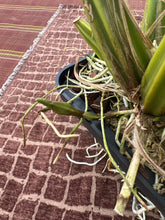 Load image into Gallery viewer, Coryanthes elegantinum 3 spikes
